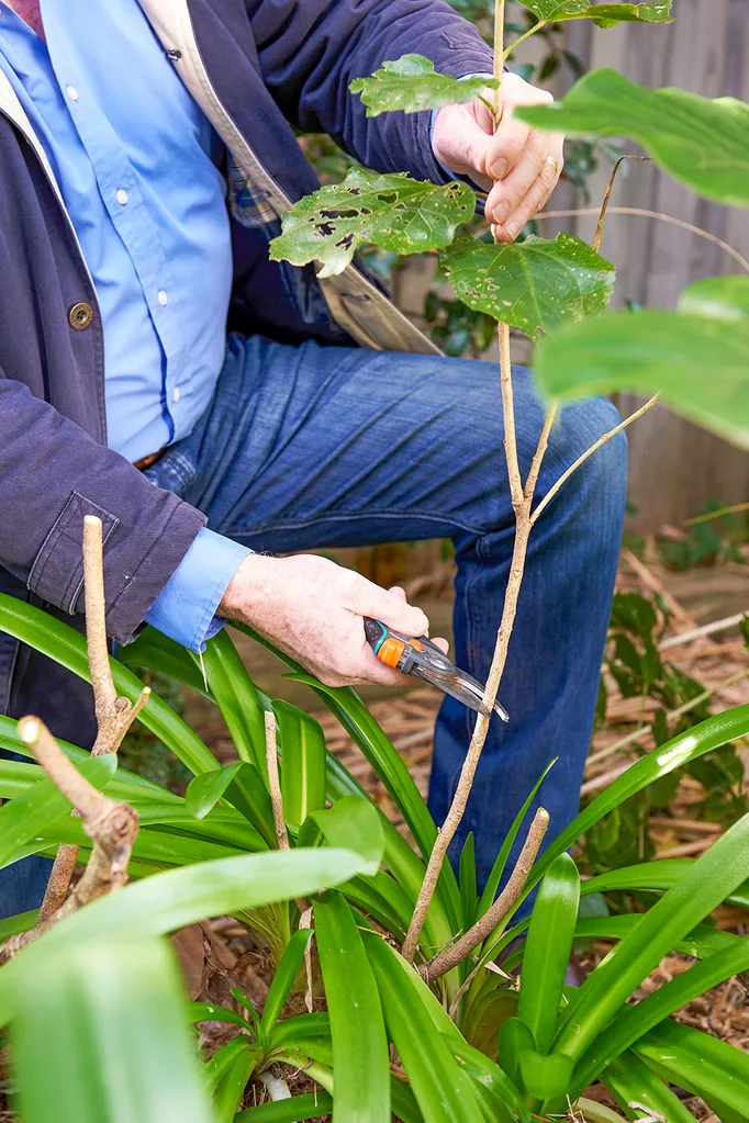 Pruning plant