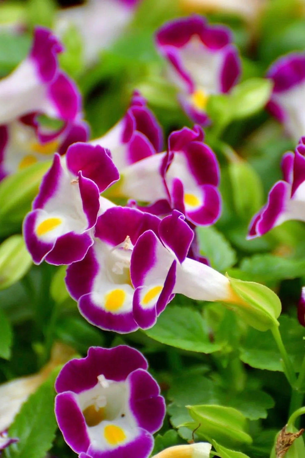 torenia