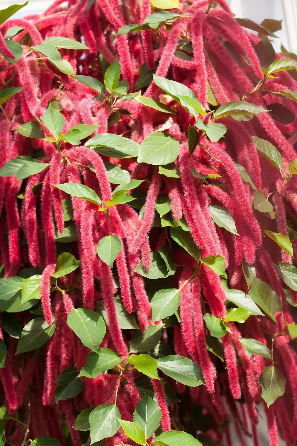amaranthus