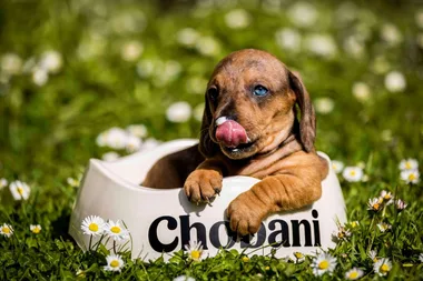 Chobani has released a special yoghurt for dogs