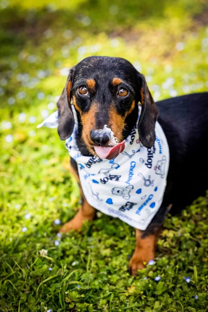 sausage-dog-chobani