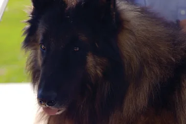 Dr Harry’s top remedies for bad dog’s breath