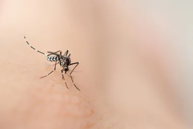 How to find a mosquito in your room (before it finds you)