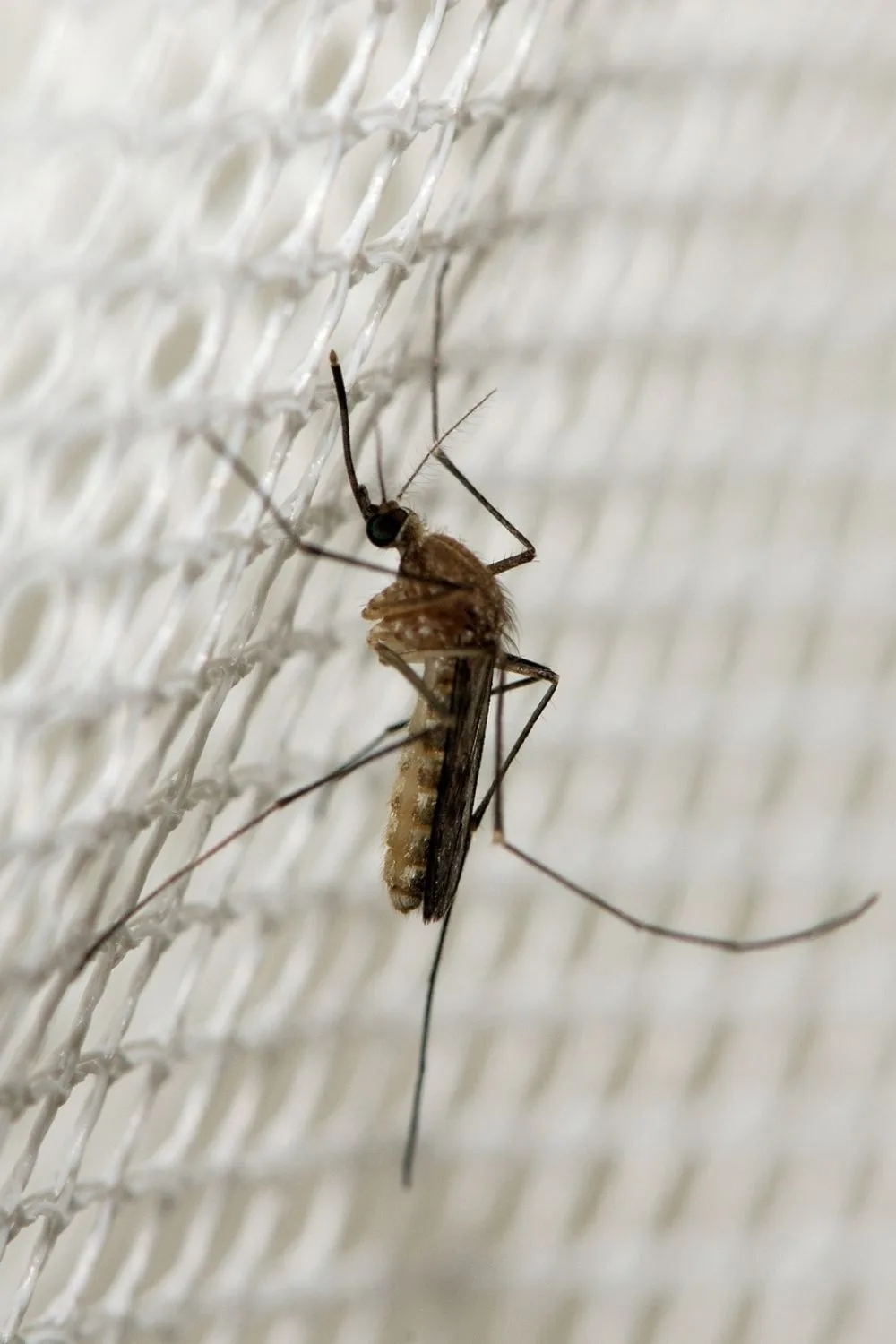 Finding a mosquito in a room can be challenging because of their size.