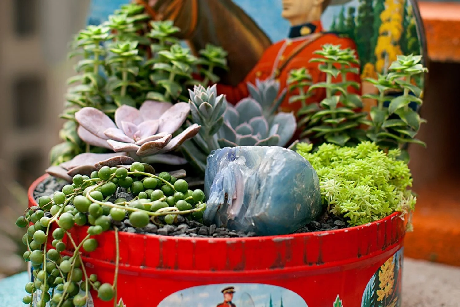 6 easy ideas using succulents and cacti