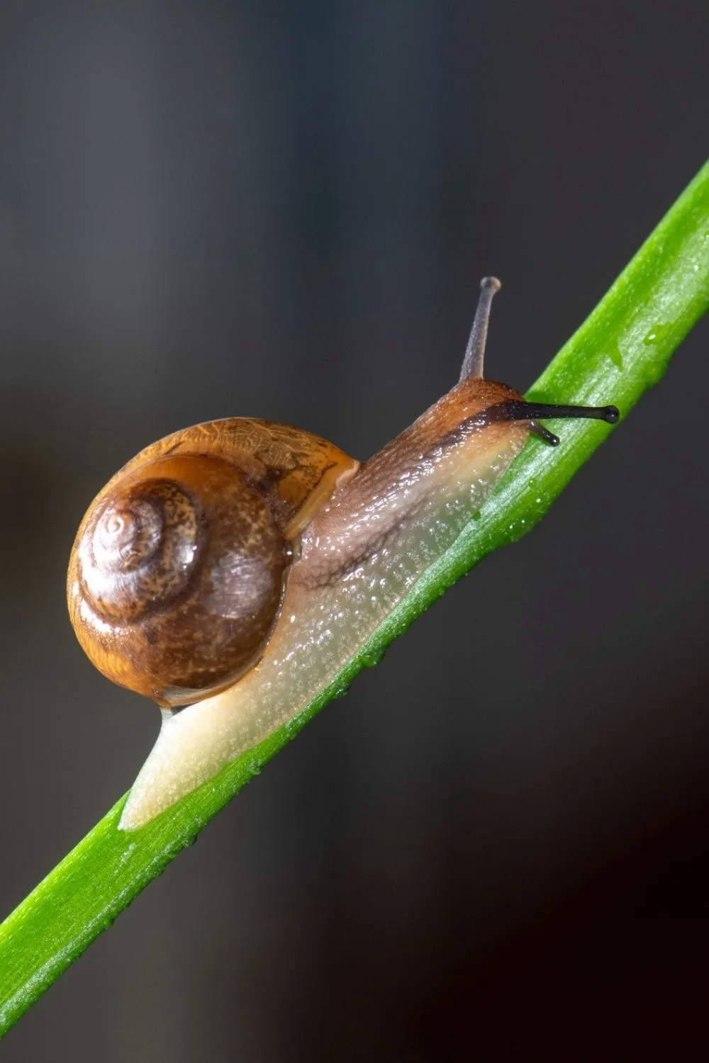 snail