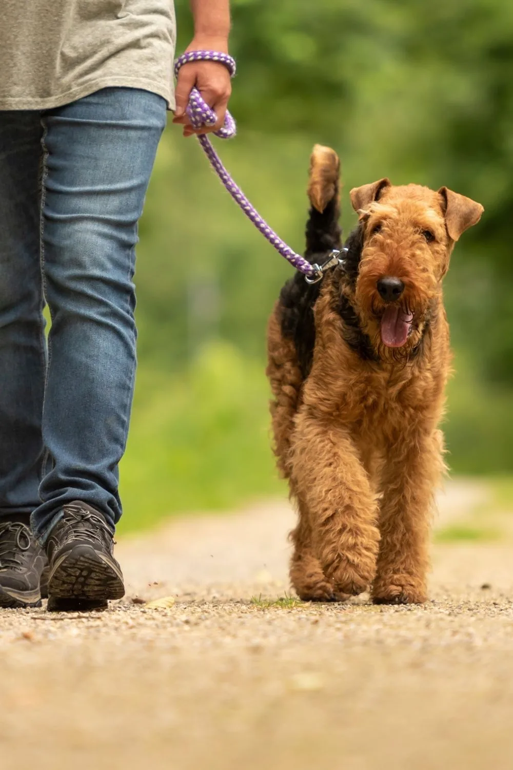 airedale-on-walk