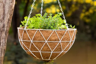 How to make an upside-down tomato planter