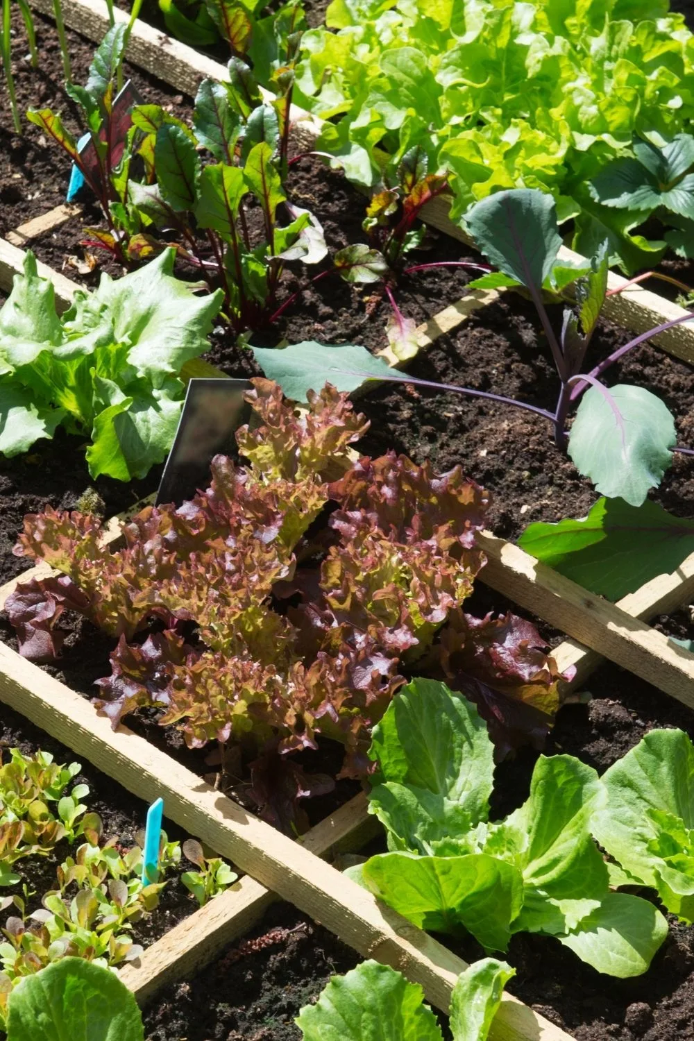 vegetable-garden