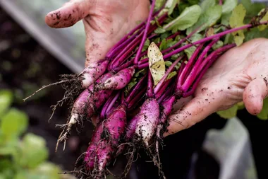 The ultimate guide to companion planting vegetables