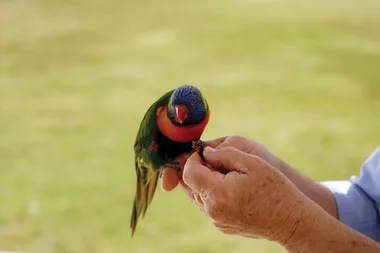 Meet Dr Harry’s pet lorikeet