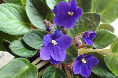 How to grow and care for African violets