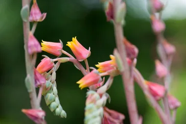 The ultimate guide to flowering succulents and cacti