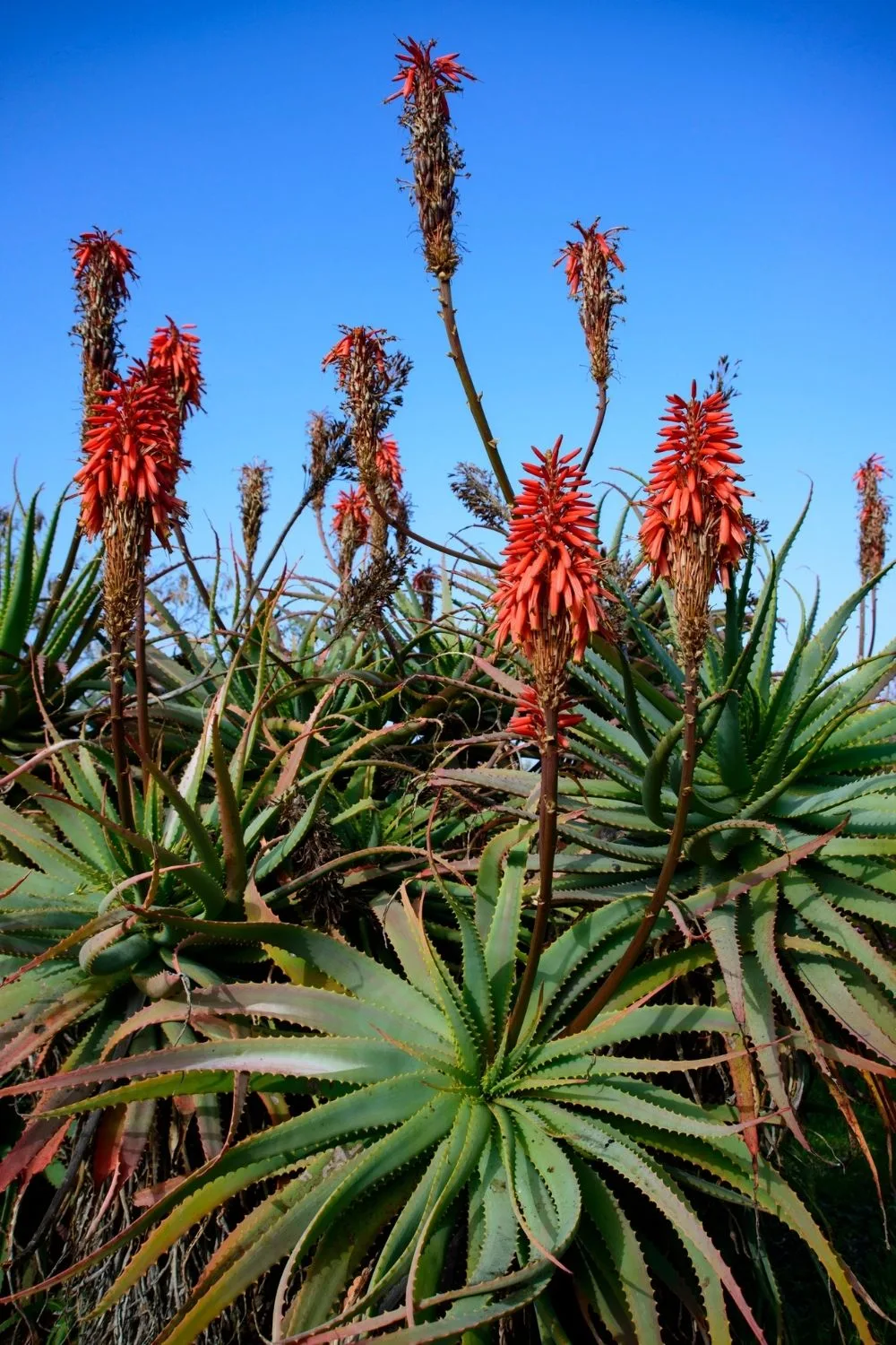 aloe-flowering