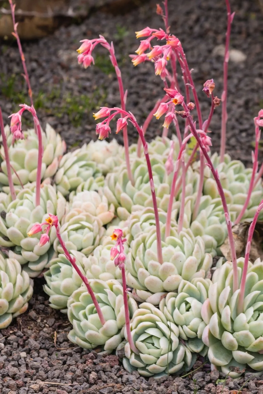 Echeveria-flowering