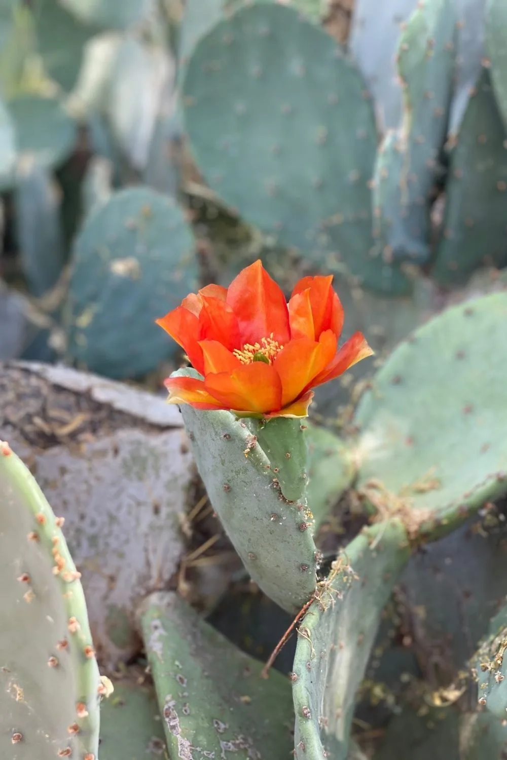 prickly-pear-flower