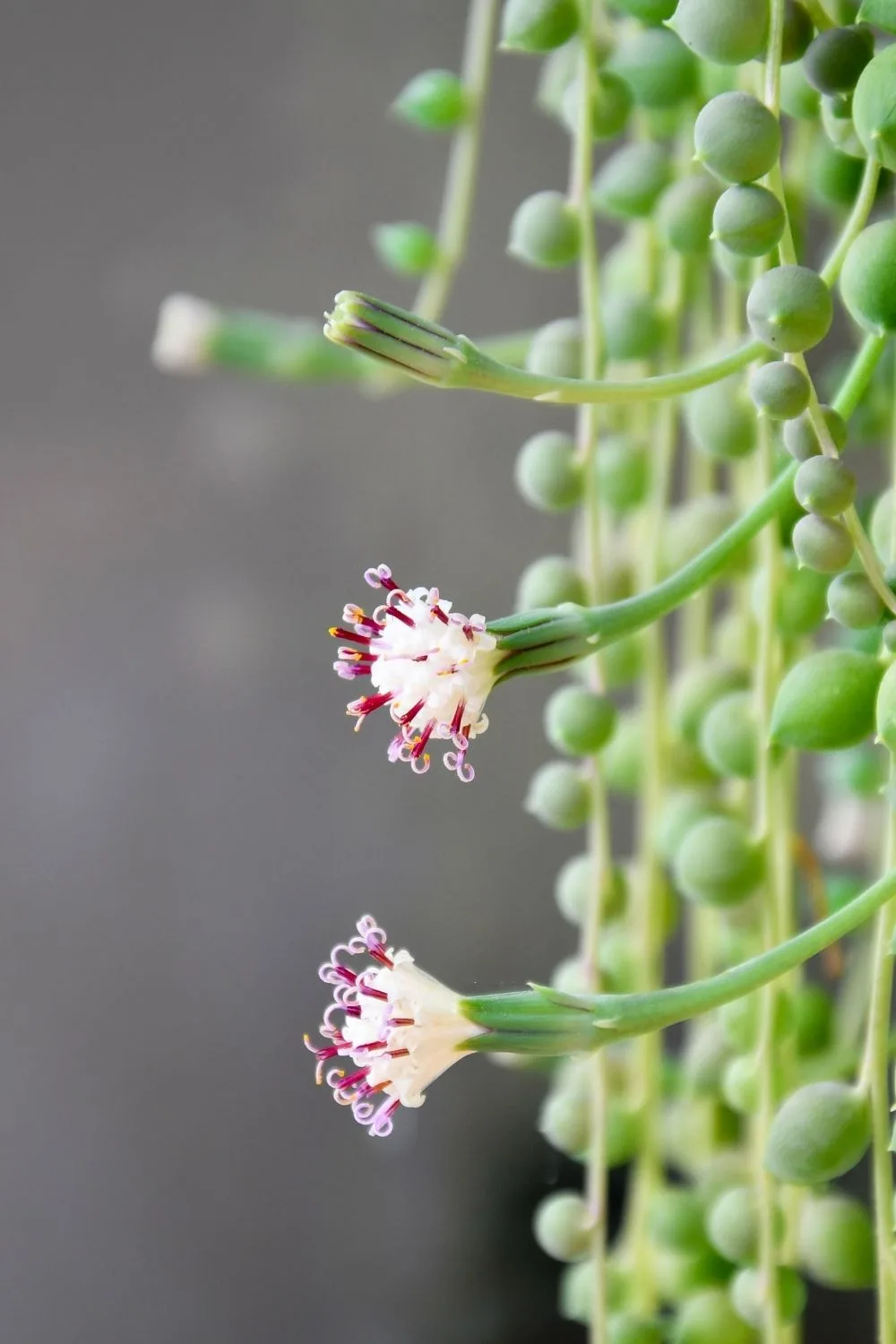 string-of-pearls-flowers