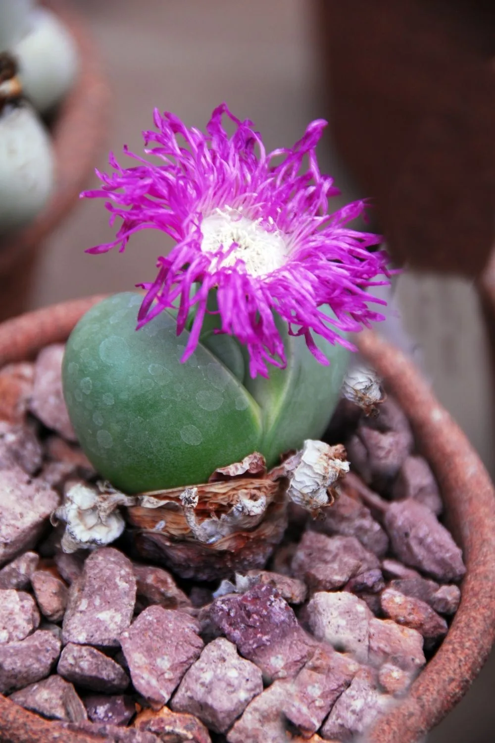 lithops-flower