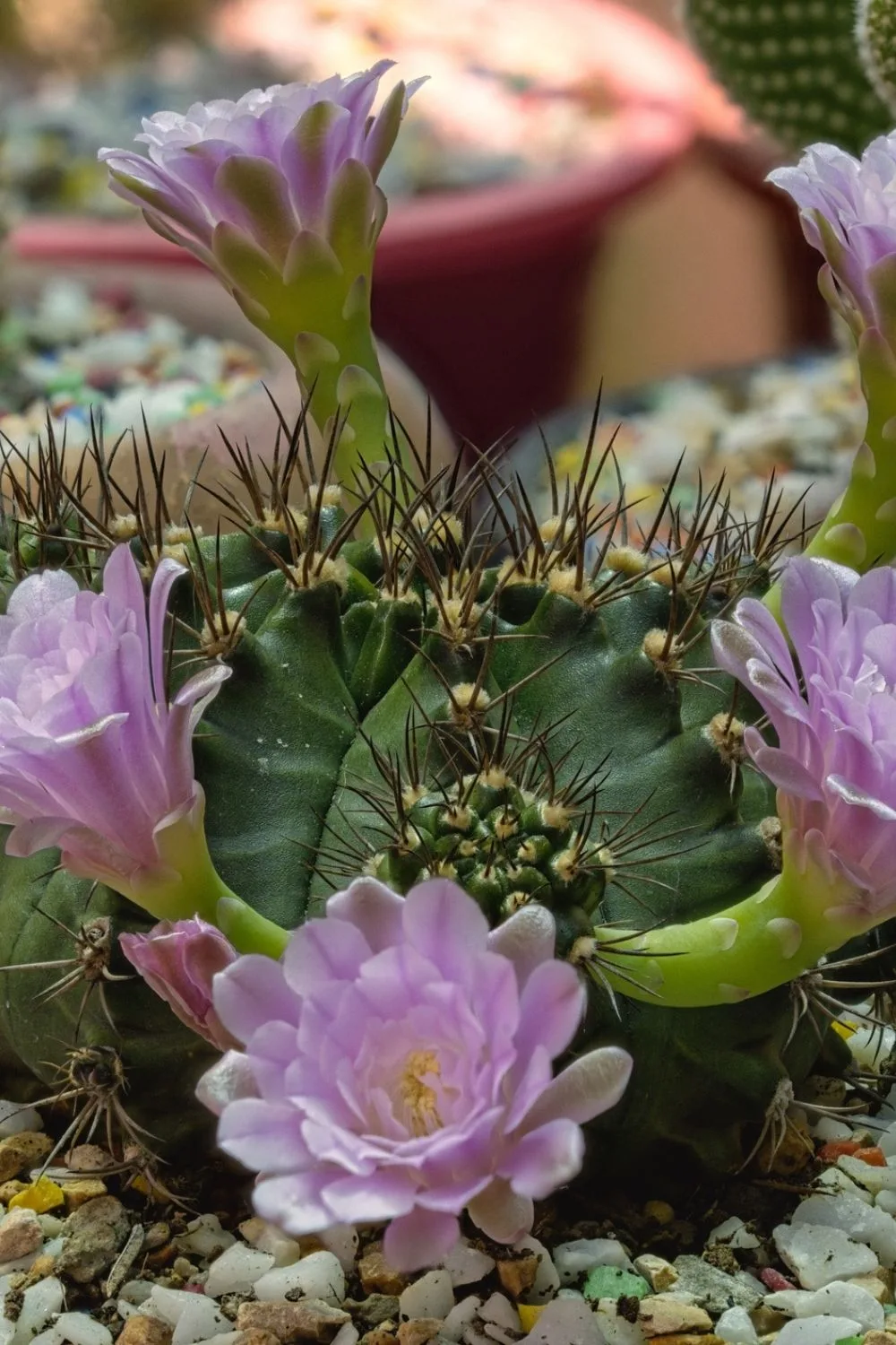 easter-lily-cactus-flower