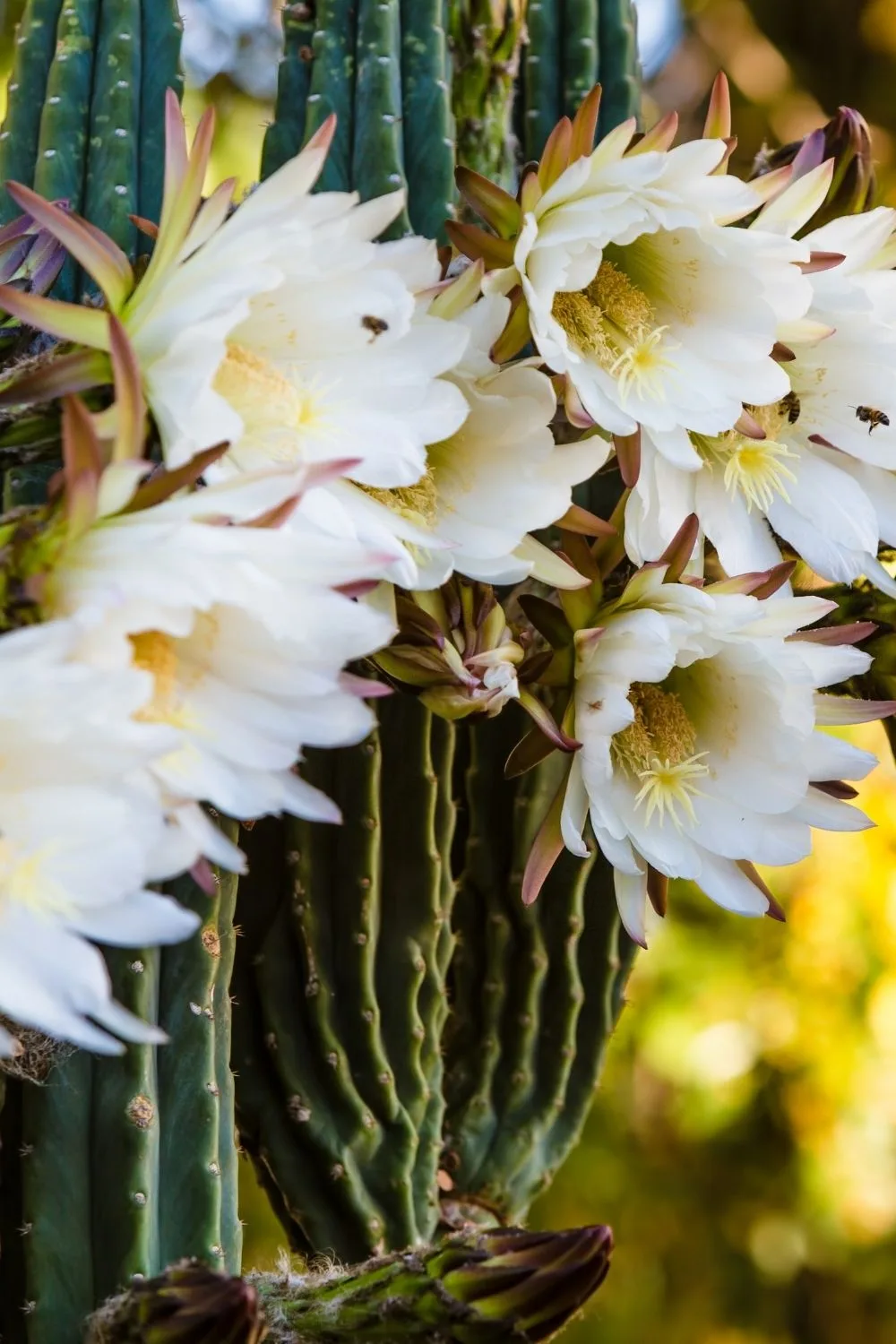 night-blooming-cereus