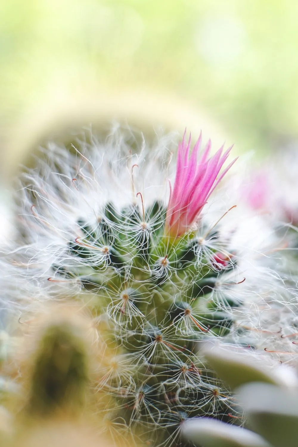 powder-puff-cactus