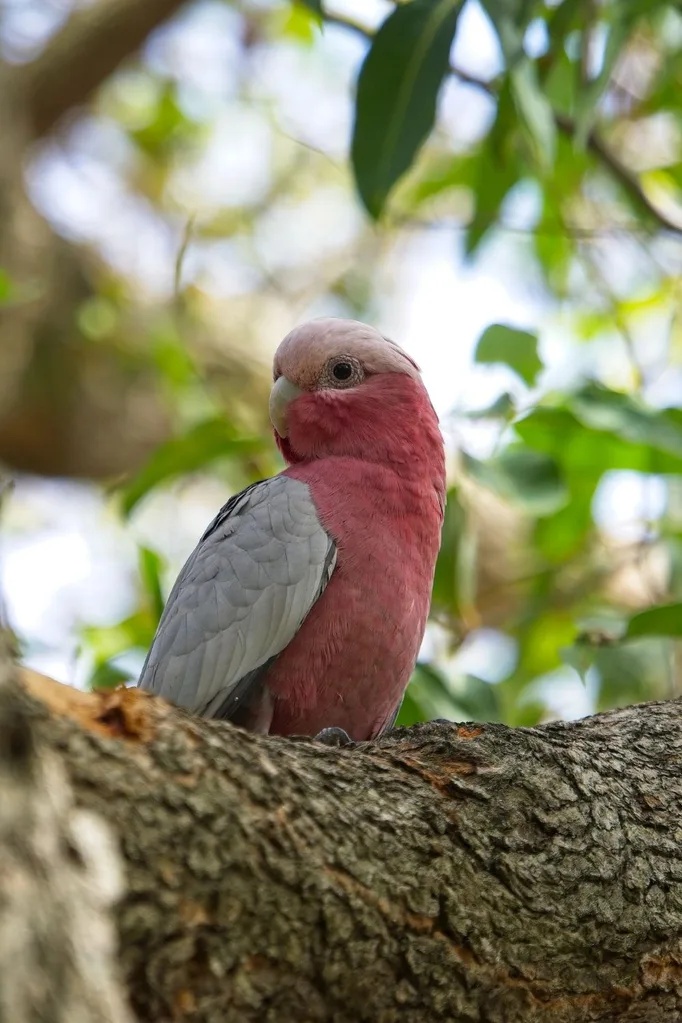 galah