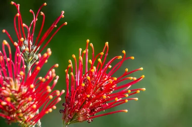 Graham visits the Illawarra Grevillea Park