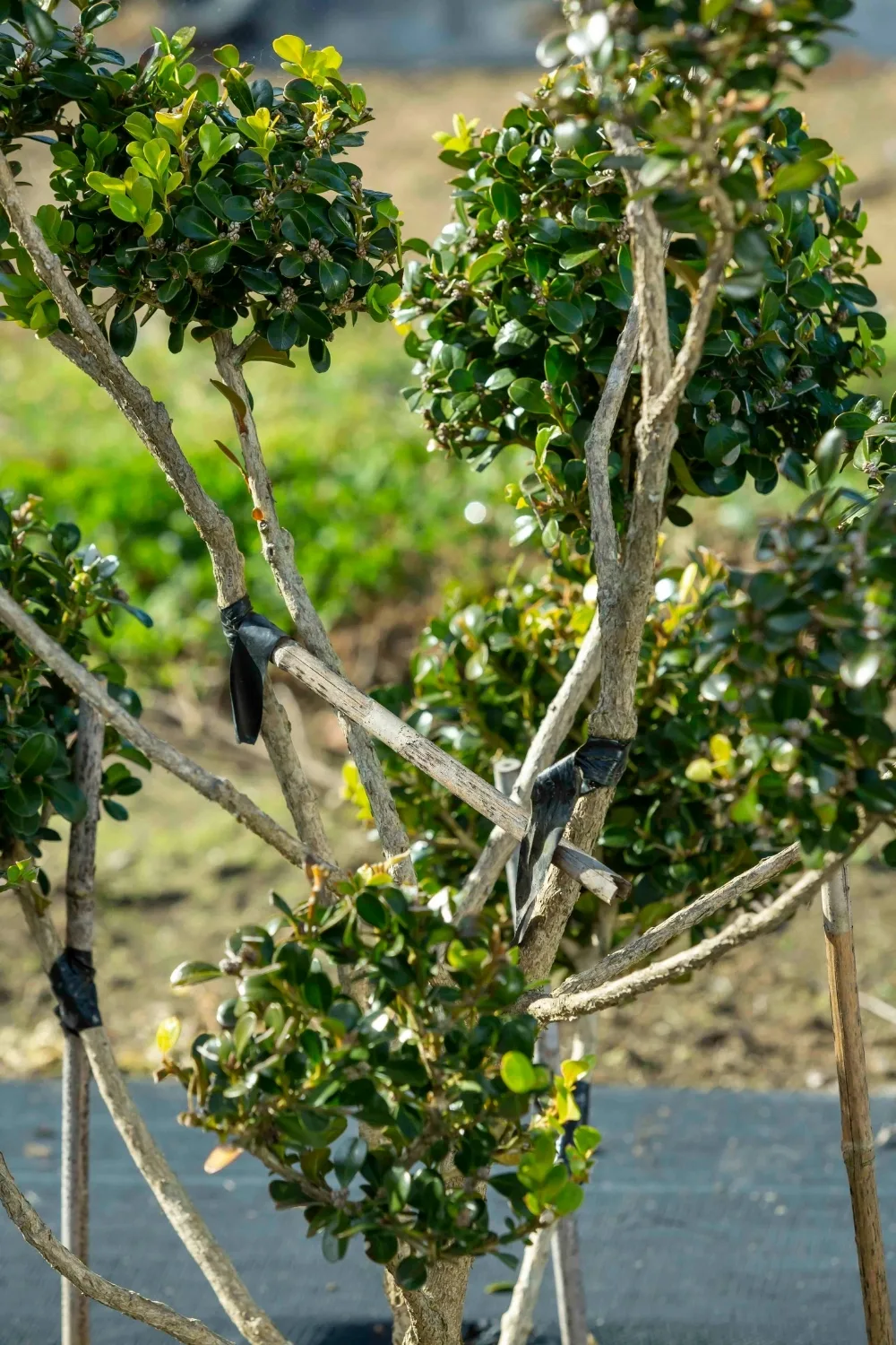 Branch twisters