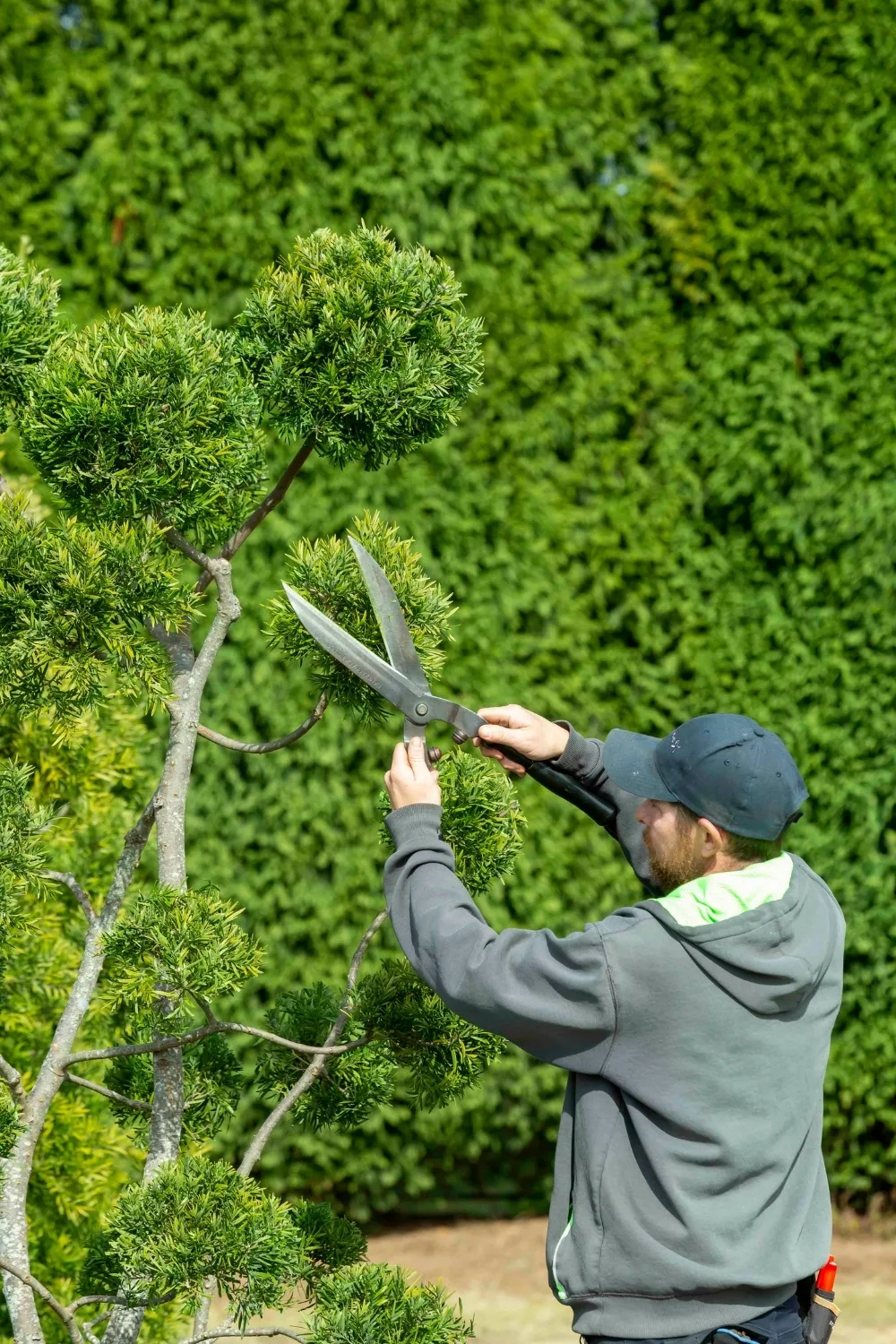 Pruning trees man