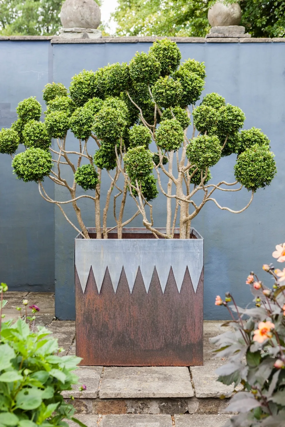 It’s a box of balls – or balls of box – shaped from buxus that is allowed to grow freely from its usual trimmed hedge.