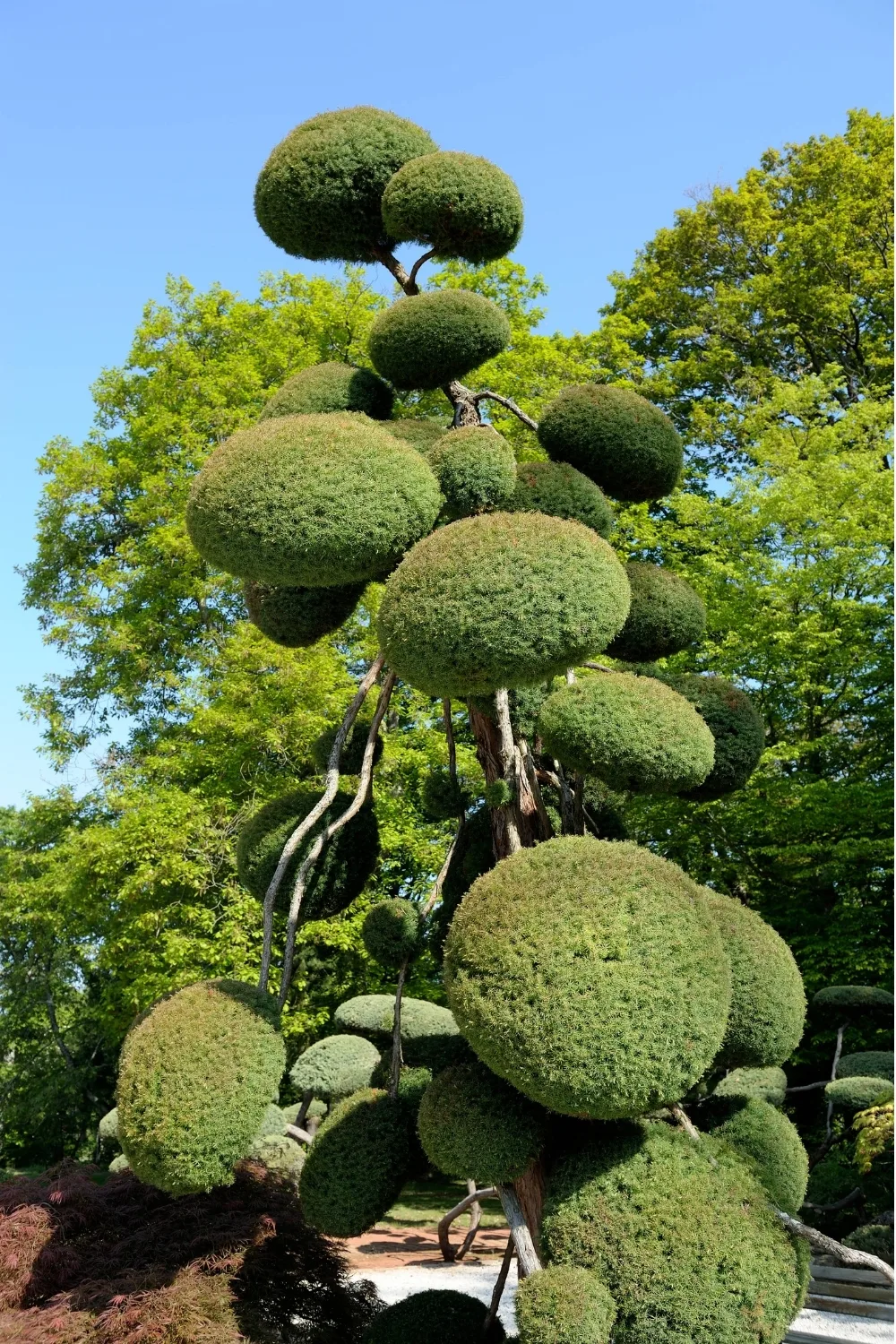 This Japanese cedar has had its needle-like leaves blunted but the look is still pretty sharp!