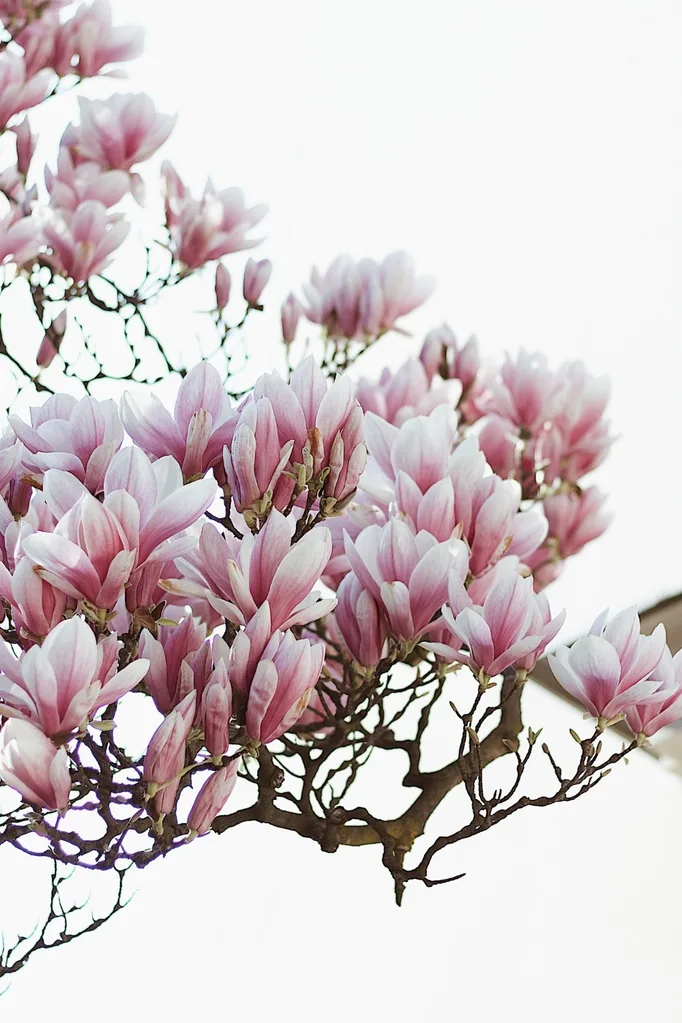 tulip-magnolia