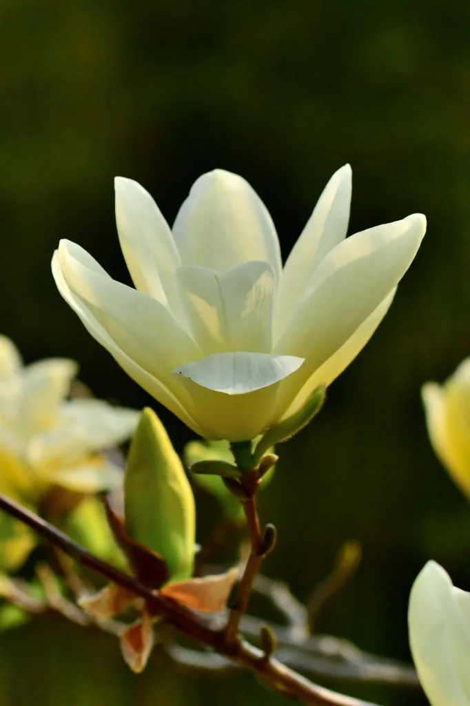 cucumber-magnolia