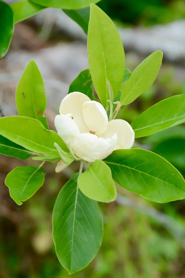sweet-bay-magnolia
