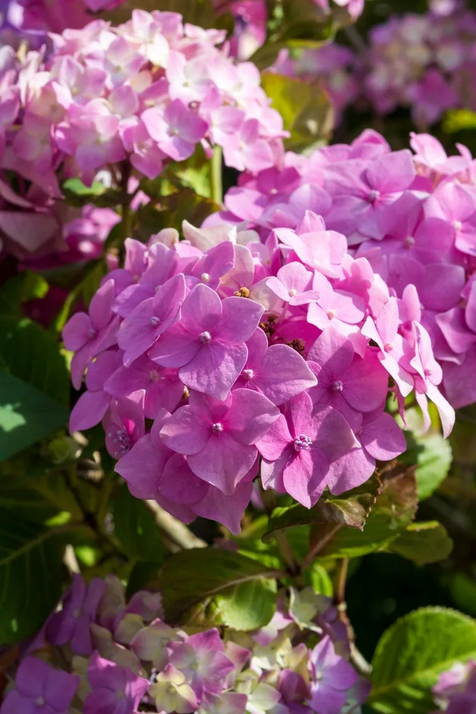 pink-hydrangea