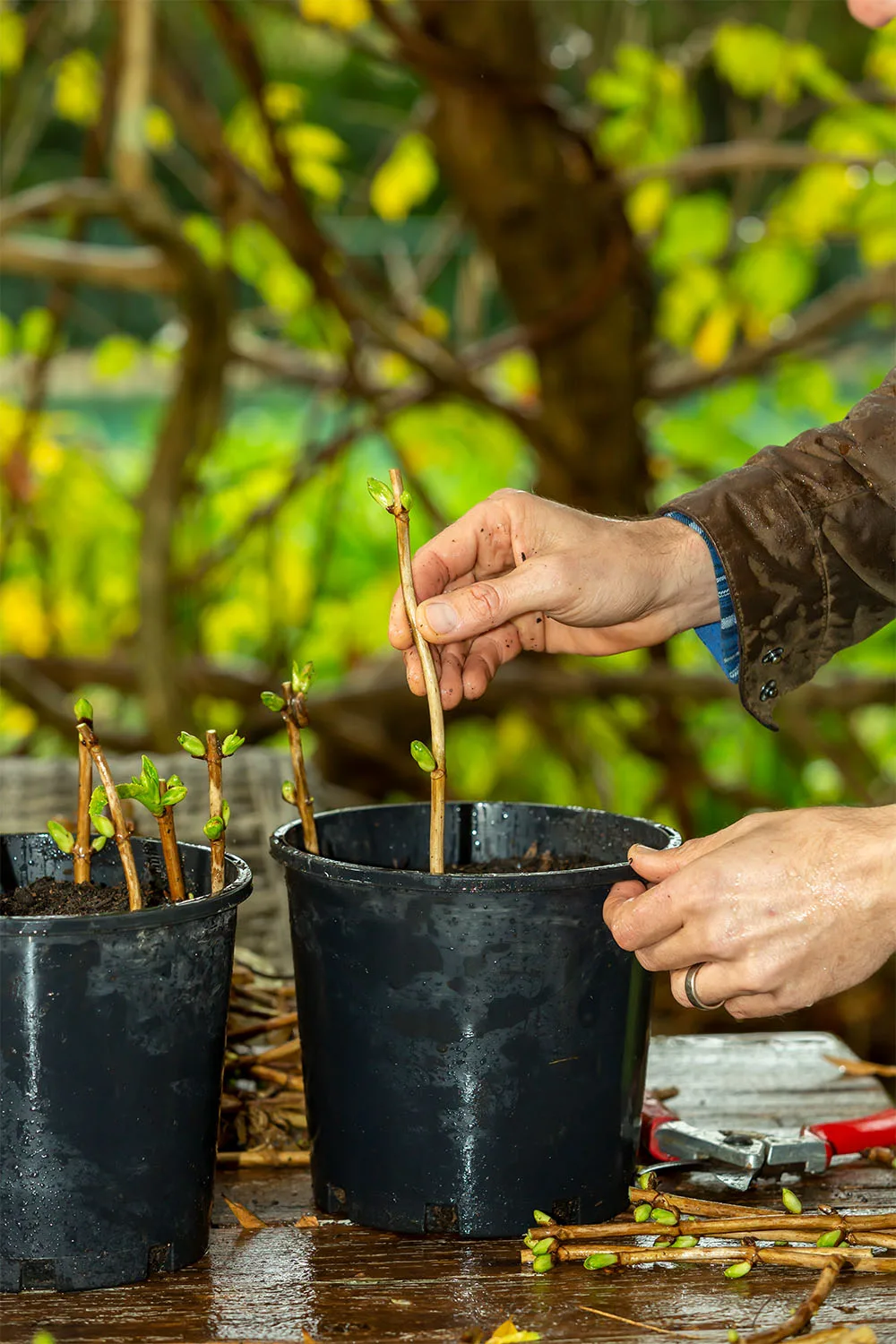 Hydrangea Cuttings: How to Propagate Hydrangeas