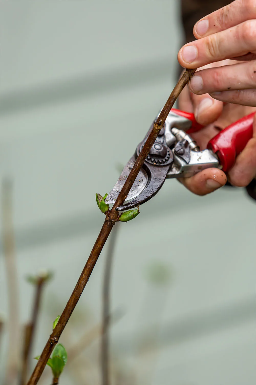Hydrangea cuttings should be about 15–20cm long for propagation.