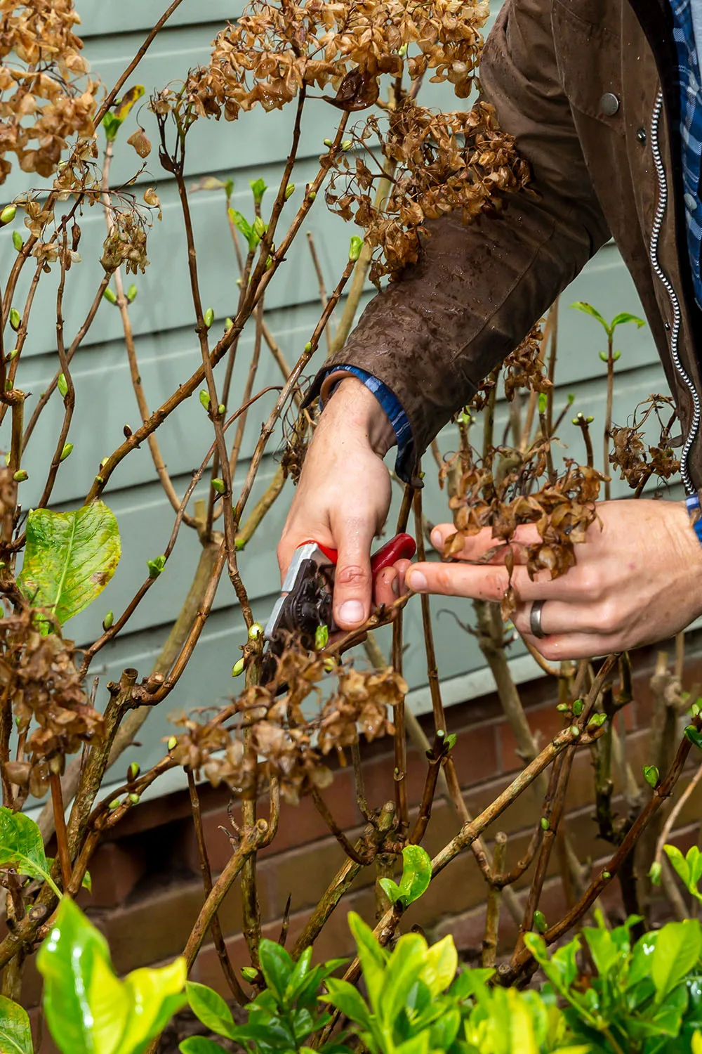 Hydragea cuttings allow you to propagate new plants with the same qualities.