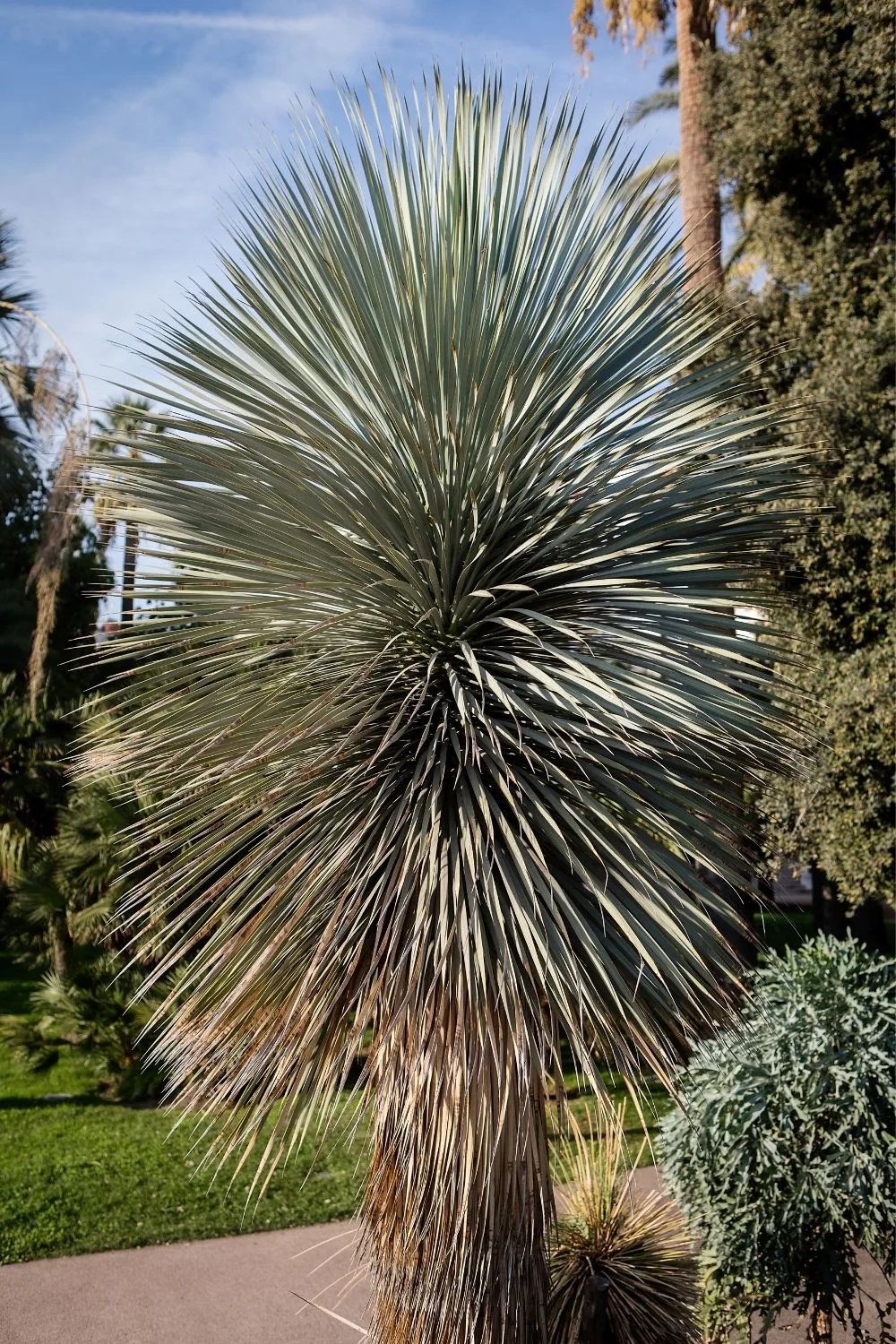 yucca