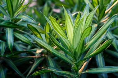 A guide to dracaena plants