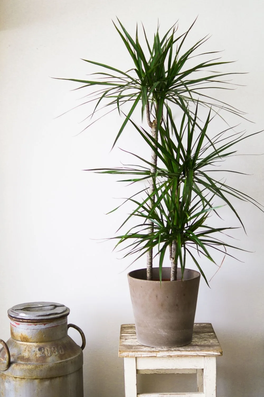 dracaena-plant