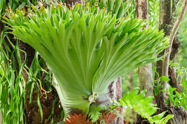 How to grow a staghorn fern