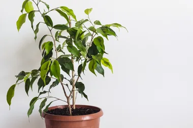 A guide to the ficus benjamina