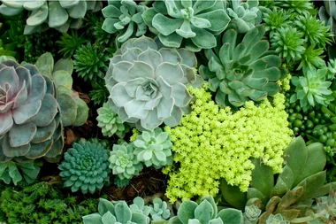 How to grow succulents