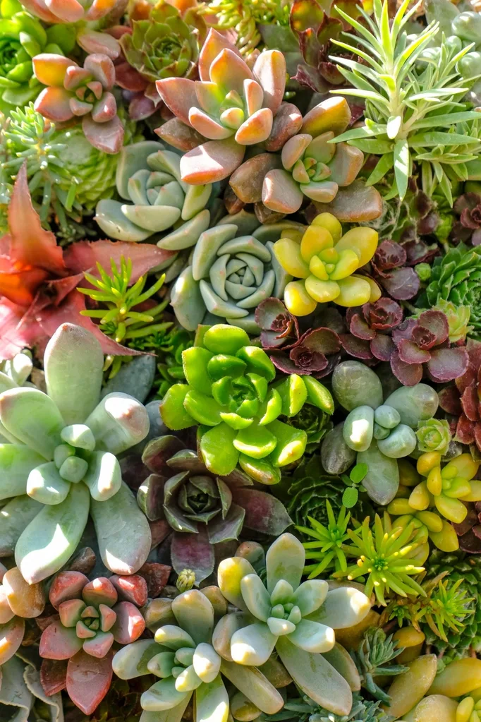 Succulents like lots of sunshine.