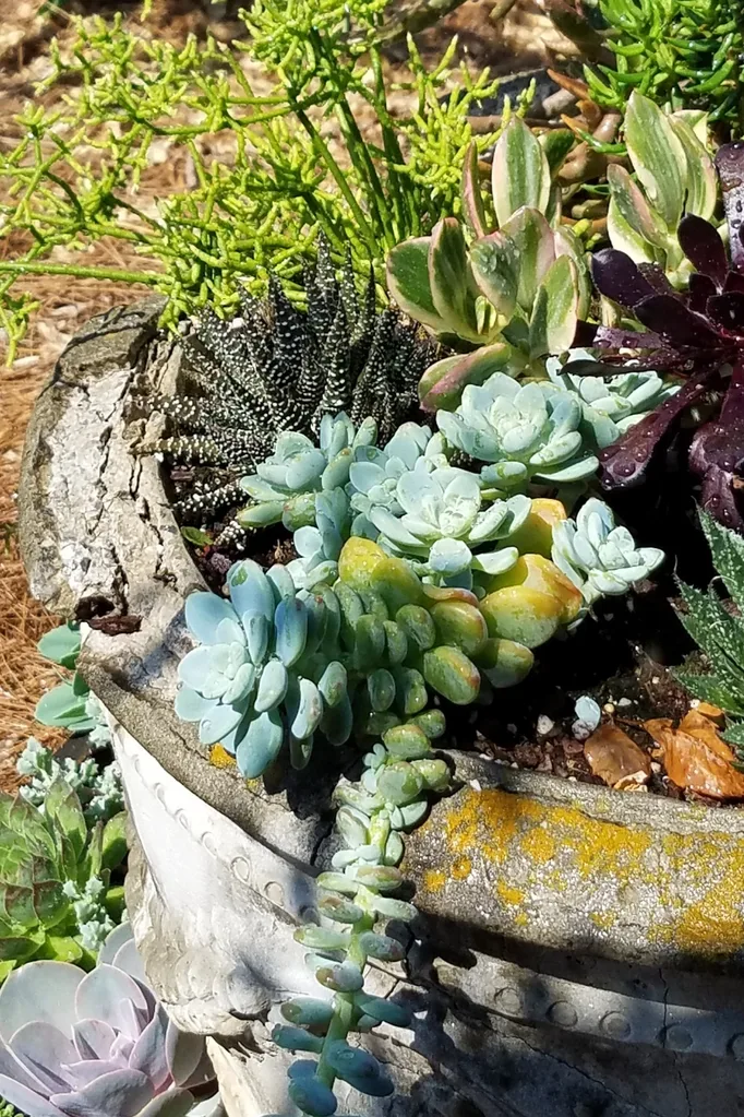 Succulents in pots in a garden.
