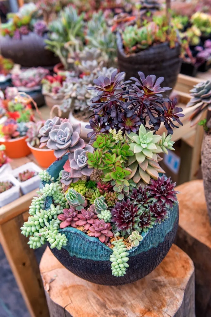 planted succulent