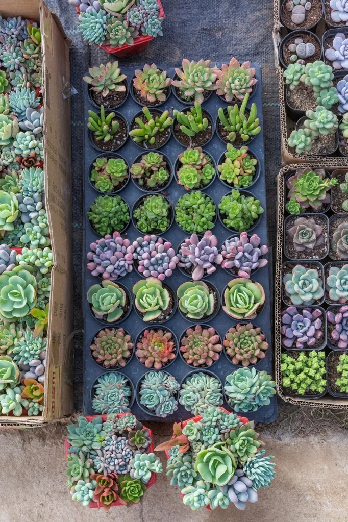 Succulents in pots at a nursery.