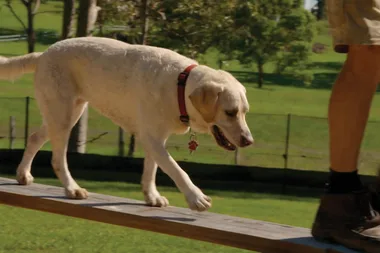 Dr Harry revisits Australia’s best doggy day care