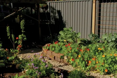 How to grow a vegie garden in a rental property